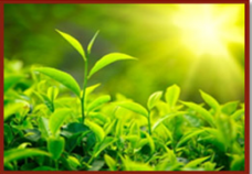 Tea plantations in Sri Lanka 2